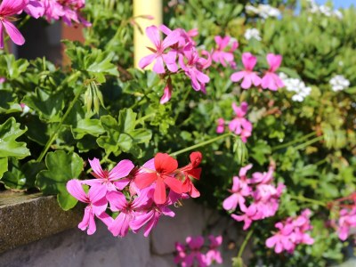 Apartment Two bedroom apartment near beach Tri Žala, Korčula A-4432-a - Outdoor photo 10