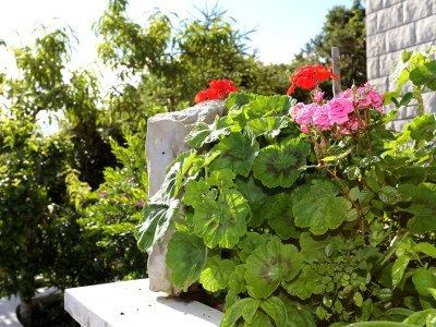 Apartment Two bedroom apartment near beach Tri Žala, Korčula A-4432-a - Outdoor photo 11