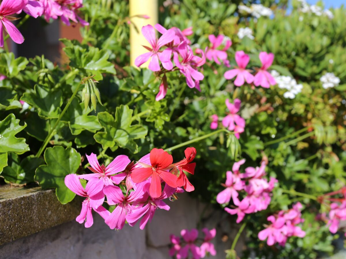 Apartment Three bedroom apartment near beach Tri Žala, Korčula A-4432-b - Outdoor photo 5