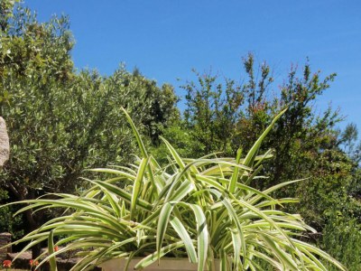 Apartment Two bedroom apartment near beach Prižba, Korčula A-10061-a - Outdoor photo 13