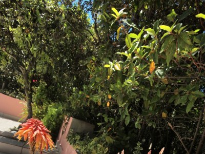 Apartment Two bedroom apartment near beach Prižba, Korčula A-10061-c - Outdoor photo 14