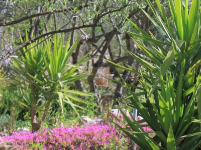 Apartment Three bedroom apartment with balcony and sea view Stari Grad, Hvar A-8708-a - Outdoor photo 14