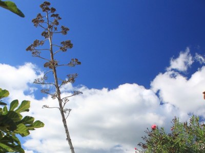 Holiday house Seaside holiday house Milna, Vis - 8900 - Seaside holiday house Milna, Vis - 8900 - Outdoor photo 9
