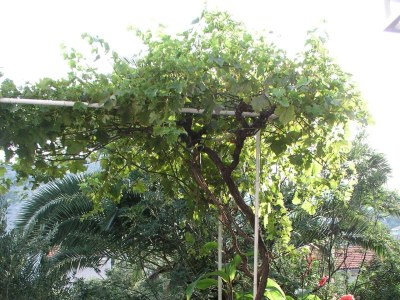 Holiday house Two bedroom house near beach Vinišće, Trogir K-20520 - Outdoor photo 4