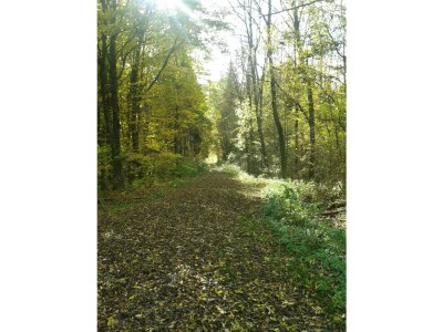 Holiday apartment Burgblick - Environment photo 20