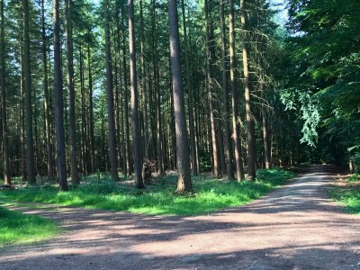 Apartment Guest rooms Eifelglück in Pelm - Environment photo 23