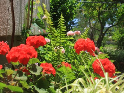 Apartment One bedroom apartment near beach Orebić, Pelješac A-4548-a - Outdoor photo 9