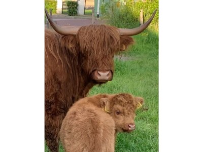 Holiday apartment Lichthuys 101 - Environment photo 22