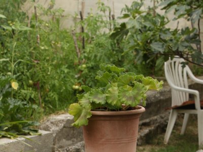 Apartment Two bedroom apartment with balcony and sea view Gradac, Makarska A-6820-b - Outdoor photo 7