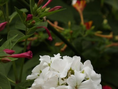 Apartment Two bedroom apartment with balcony and sea view Gradac, Makarska A-6820-b - Outdoor photo 8