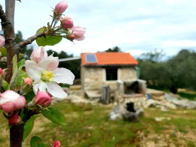 Holiday house One bedroom house with terrace Pašman K-15649 - Outdoor photo 7
