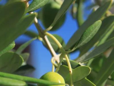 Apartment One bedroom apartment near beach Preko, Ugljan A-8384-a - Outdoor photo 9