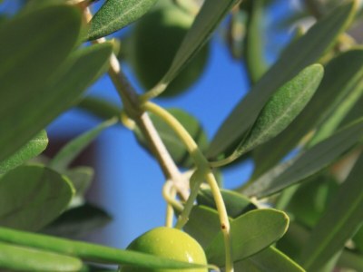 Apartment One bedroom apartment near beach Preko, Ugljan A-8384-b - Outdoor photo 9