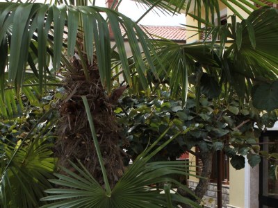 Apartment Two bedroom apartment with terrace Novigrad A-7108-b - Outdoor photo 9