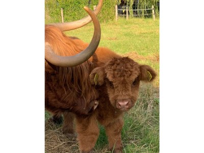 Holiday house Egelantierlaan 27 - Environment photo 23