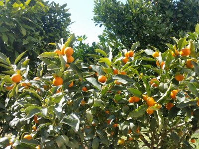 Apartment Two bedroom apartment with terrace Novalja, Pag A-6490-b - Outdoor photo 18