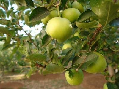 Apartment Two bedroom apartment with terrace Novalja, Pag A-6490-b - Outdoor photo 23