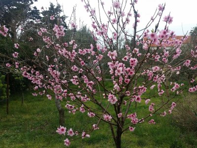 Apartment Two bedroom apartment with terrace Novalja, Pag A-6490-d - Outdoor photo 22