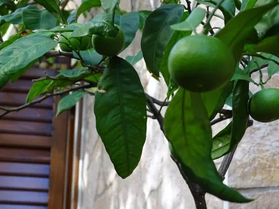 Apartment Two bedroom apartment with balcony and sea view Povlja, Brač A-14399-c - Outdoor photo 9