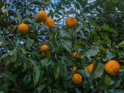 Apartment Two bedroom apartment with terrace Dubrovnik A-4732-b - Outdoor photo 17