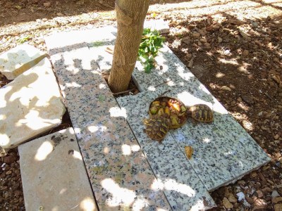 Apartment Two bedroom apartment with terrace and sea view Sali, Dugi otok A-8181-a - Outdoor photo 11