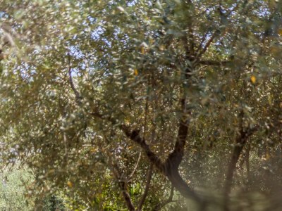 Holiday house One bedroom house with terrace Stari Grad, Hvar K-17911 - Outdoor photo 15