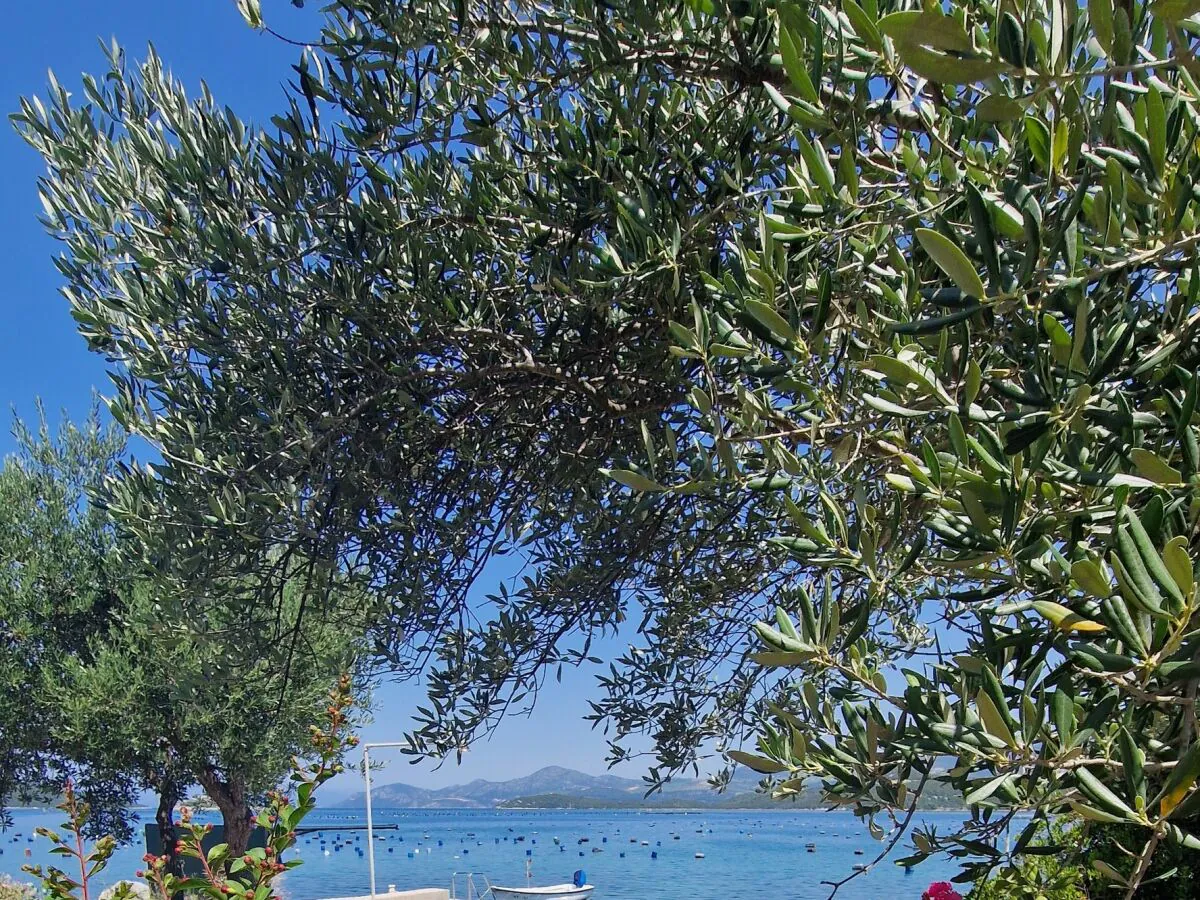 Apartment Two bedroom apartment near beach Žuronja, Pelješac A-13202-a - Outdoor photo 5