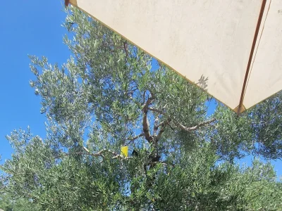 Apartment Two bedroom apartment near beach Žuronja, Pelješac A-13202-a - Outdoor photo 4