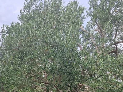 Apartment Two bedroom apartment near beach Žuronja, Pelješac A-13202-a - Outdoor photo 6