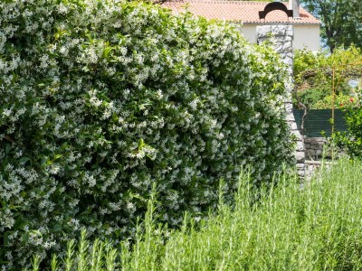 Holiday house Three bedroom house with air-conditioning Osor, Lošinj K-12230 - Outdoor photo 20