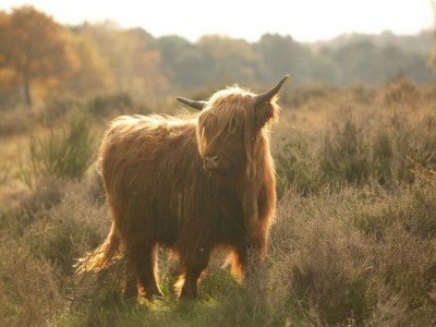 Holiday park Ferienhaus in Nijmegen nahe Zentrum - Environment photo 24