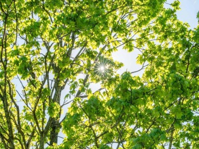 Apartment Apartment in the coastal town of Grebastica - Environment photo 36