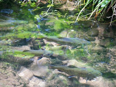 Apartment Wohnung im Elsass mit Naturparadies - Outdoor photo 15