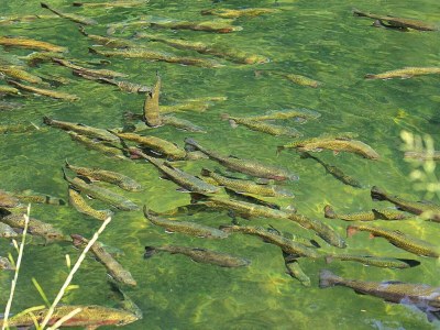 Apartment Wohnung im Elsass mit Naturparadies - Outdoor photo 17