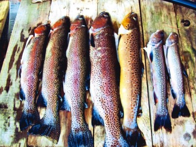 Apartment Wohnung im Elsass mit Naturparadies - Outdoor photo 19