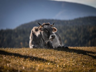 Chalet No title - Features photo 15