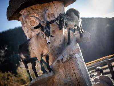 Chalet No title - Features photo 17