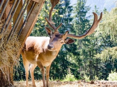 Chalet No title - Environment photo 21