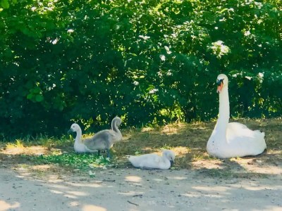 Apartment Heated Pool Apartment in Uzes - Environment photo 29