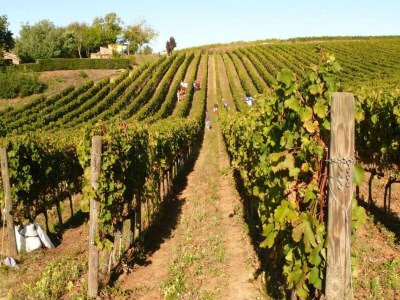 Apartment Vinarte, eine wunderschöne Villa und ein Weingut - Outdoor photo 8