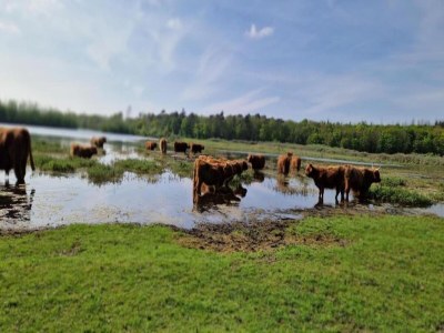 Holiday park Bungalow in Nordholland am Strand - Environment photo 15