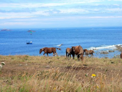 Holiday house Holiday Home in Plouarzel near Sandy Cove - Environment photo 25