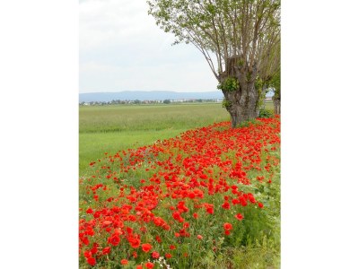 Holiday apartment "Appartementhaus-Freiler" - Environment photo 25