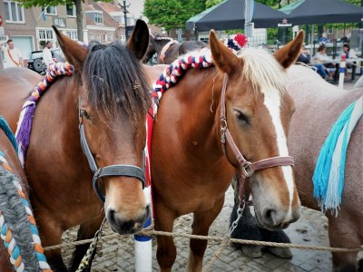 Bungalow For 6 people in the holiday resort Broedershoek - Environment photo 21