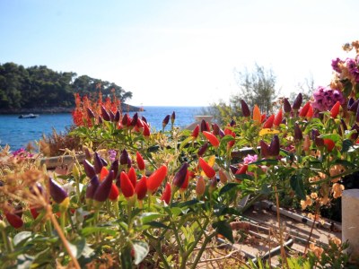 Apartment Two bedroom apartment near beach Prižba, Korčula A-175-b - Outdoor photo 15