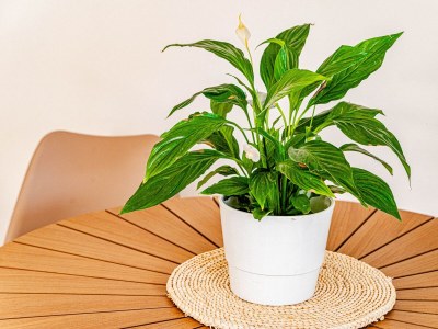 Apartment One bedroom apartment with terrace and sea view Orebić, Pelješac A-269-c - Outdoor photo 15