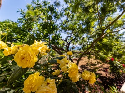 Apartment Two bedroom apartment with terrace and sea view Puntinak, Brač A-718-c - Outdoor photo 13