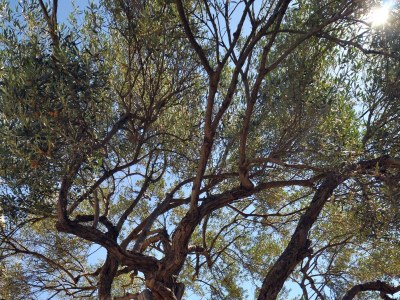 Apartment Two bedroom apartment with terrace and sea view Stupin Čeline, Rogoznica A-2096-a - Outdoor photo 10