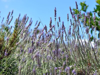 Apartment Two bedroom apartment with terrace and sea view Stupin Čeline, Rogoznica A-2096-a - Outdoor photo 14