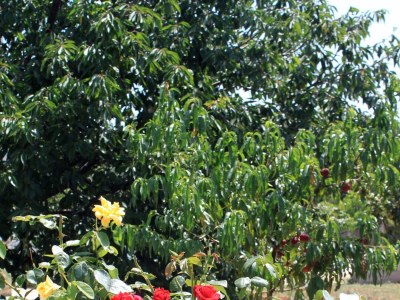 Apartment Two bedroom apartment with terrace Ugljan A-830-a - Outdoor photo 8